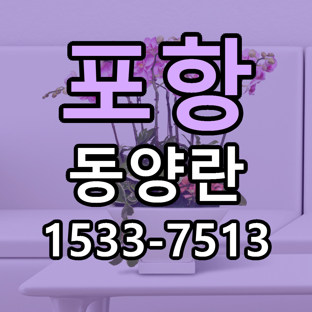 포항 동양란 빠른배송 싼곳 가격 문의