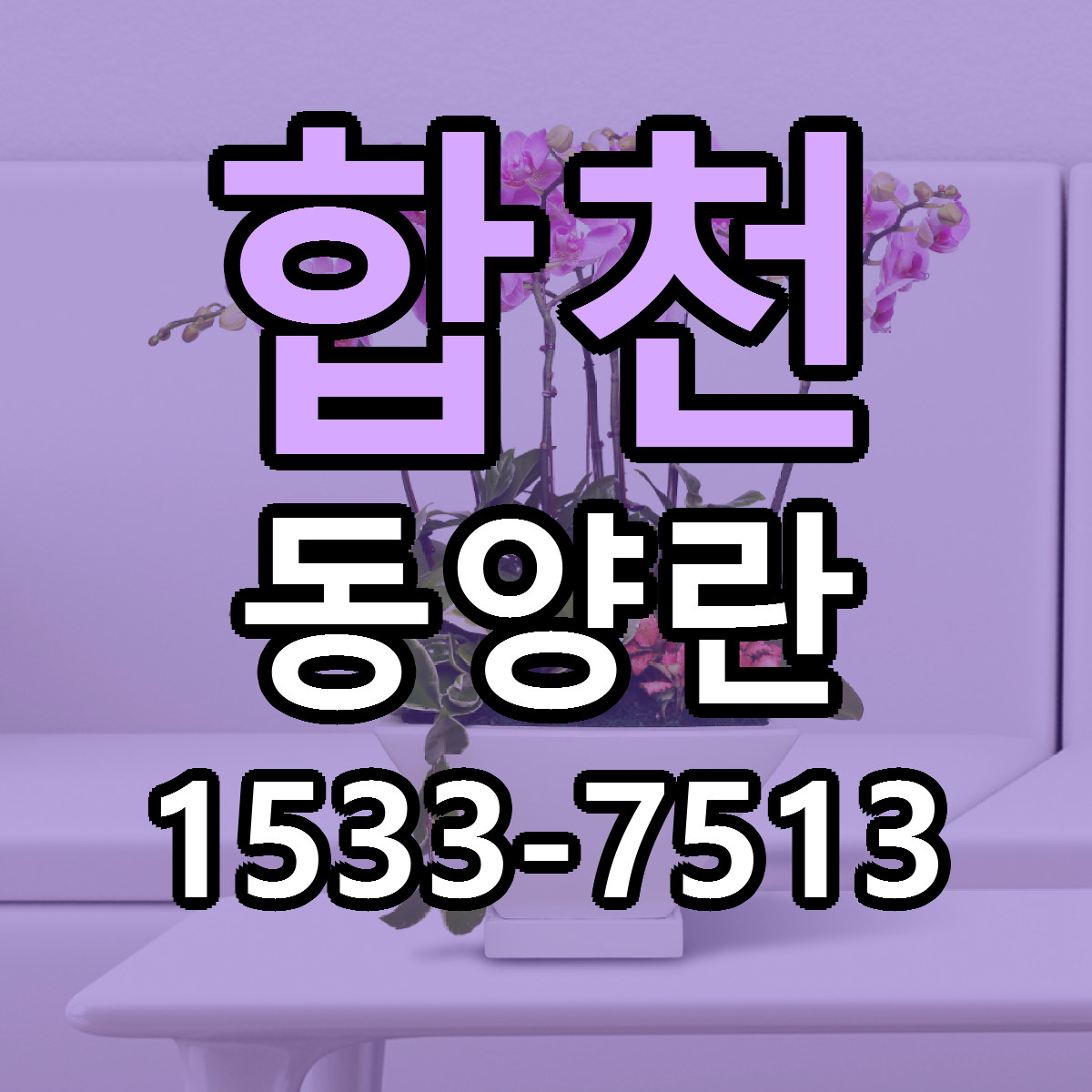 합천 동양란 빠른배송 저렴한곳 가격 정리
