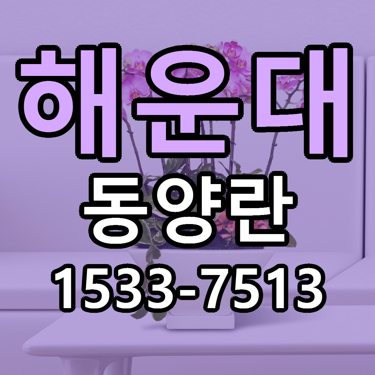 해운대 동양란 당일배송 저렴한곳 리본문구 추천