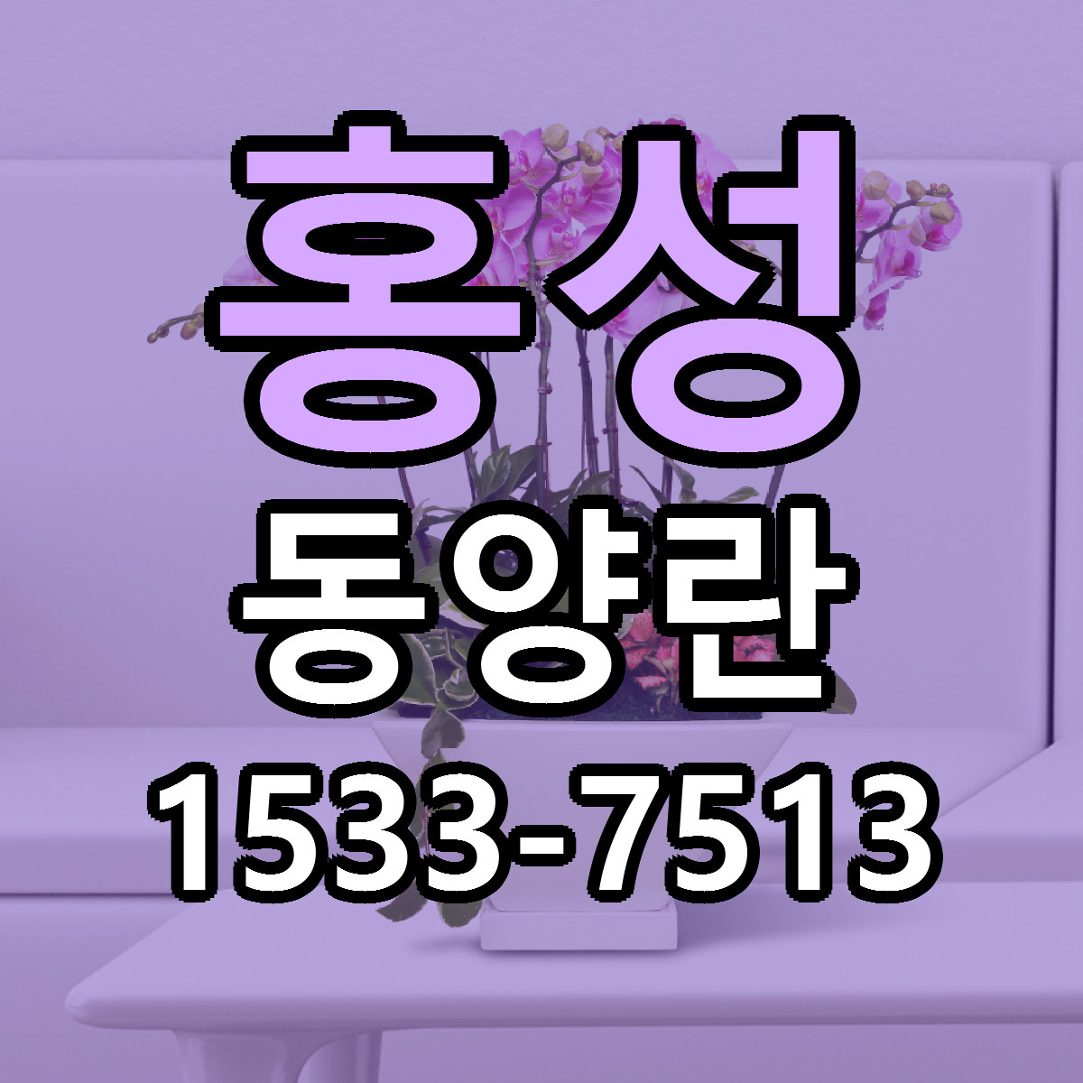 홍성 동양란 당일배송 가격 저렴한곳 추천