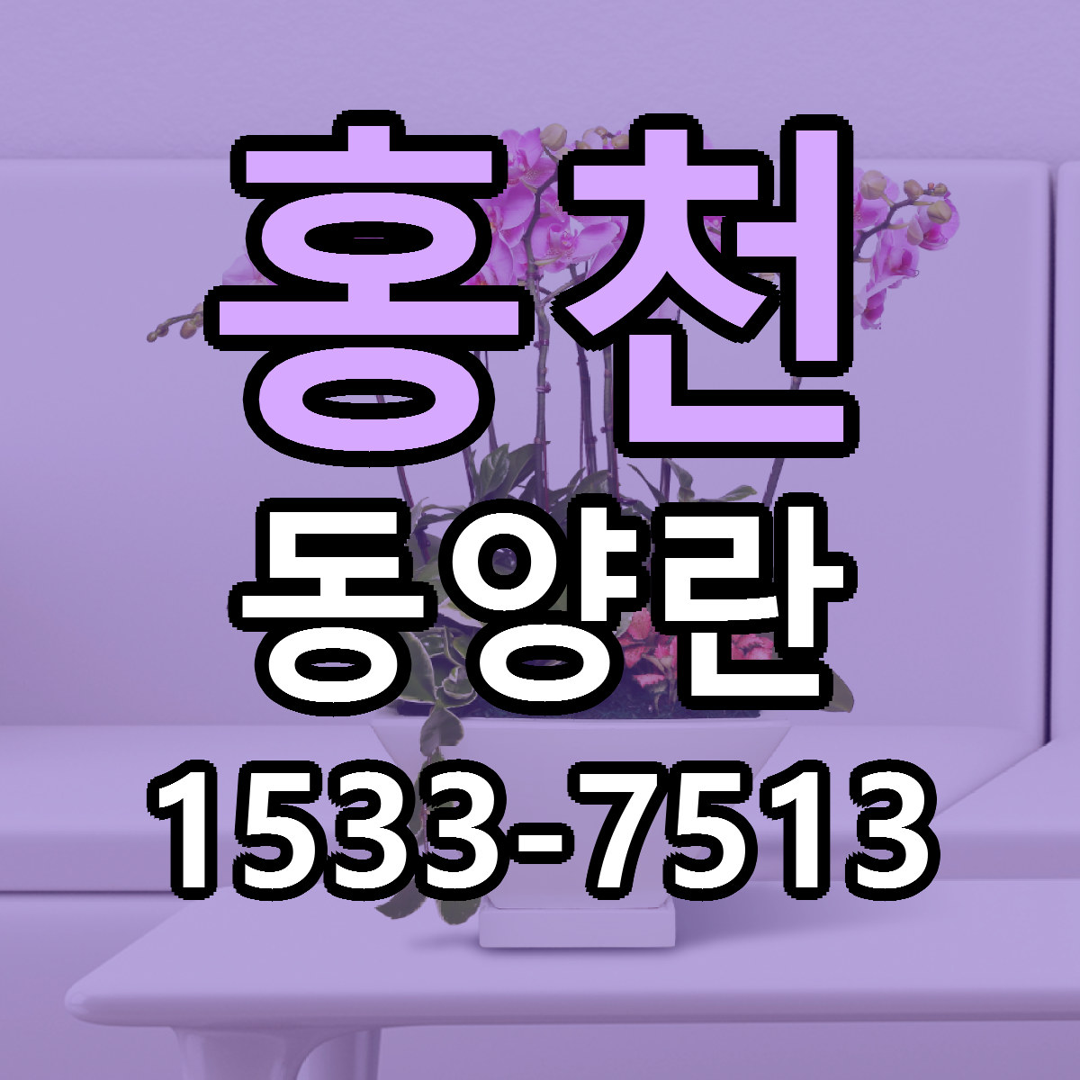홍천 동양란 근처꽃집 가격 저렴한곳 안내