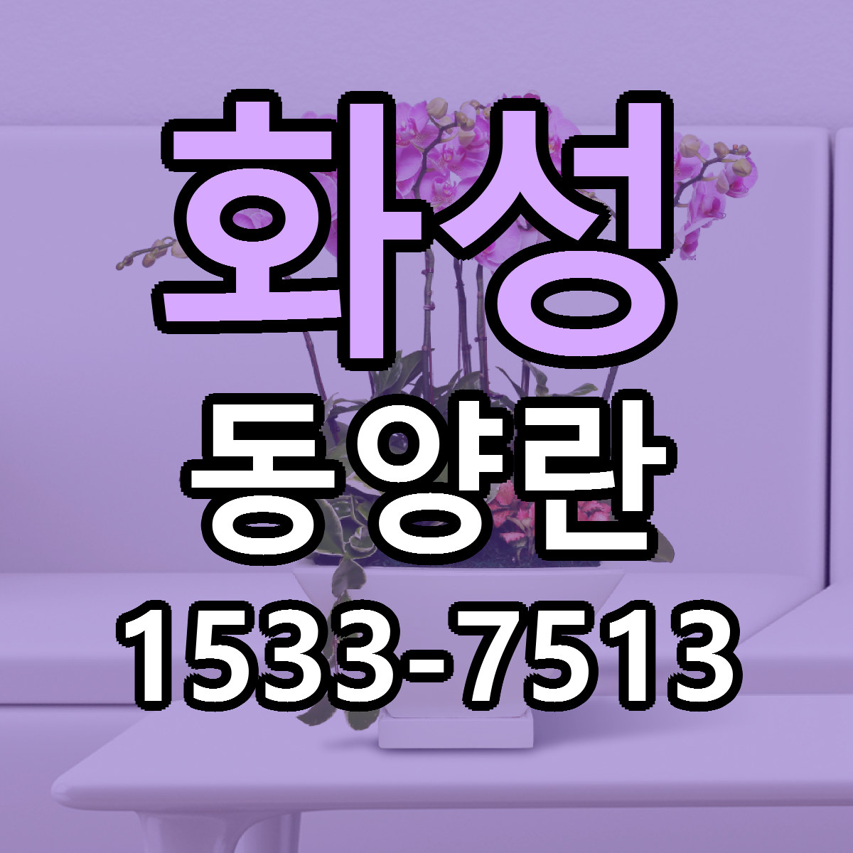 화성 동양란 빠른배송 가격 저렴한곳 찾기