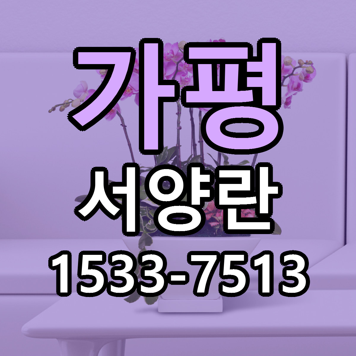 가평 서양란 싼곳 당일배송 빠른배송 추천
