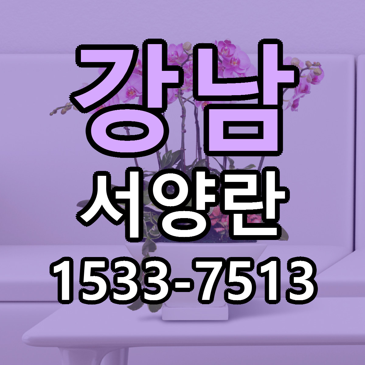 강남 서양란 당일배송 리본문구 빠른배송 서비스