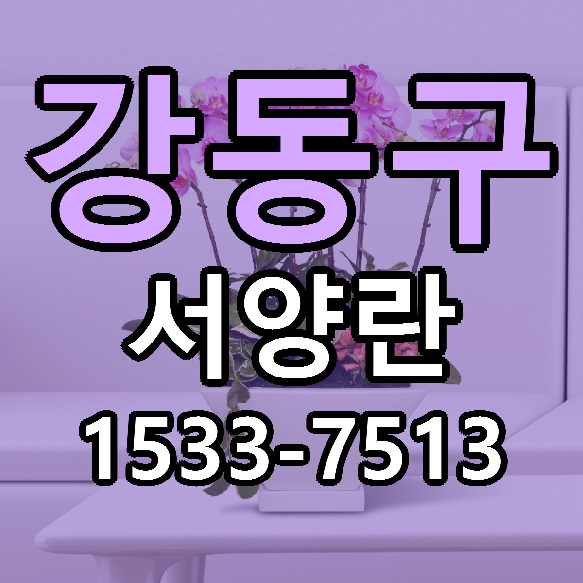 강동구 서양란 빠른배송 근처꽃집 가격 비교