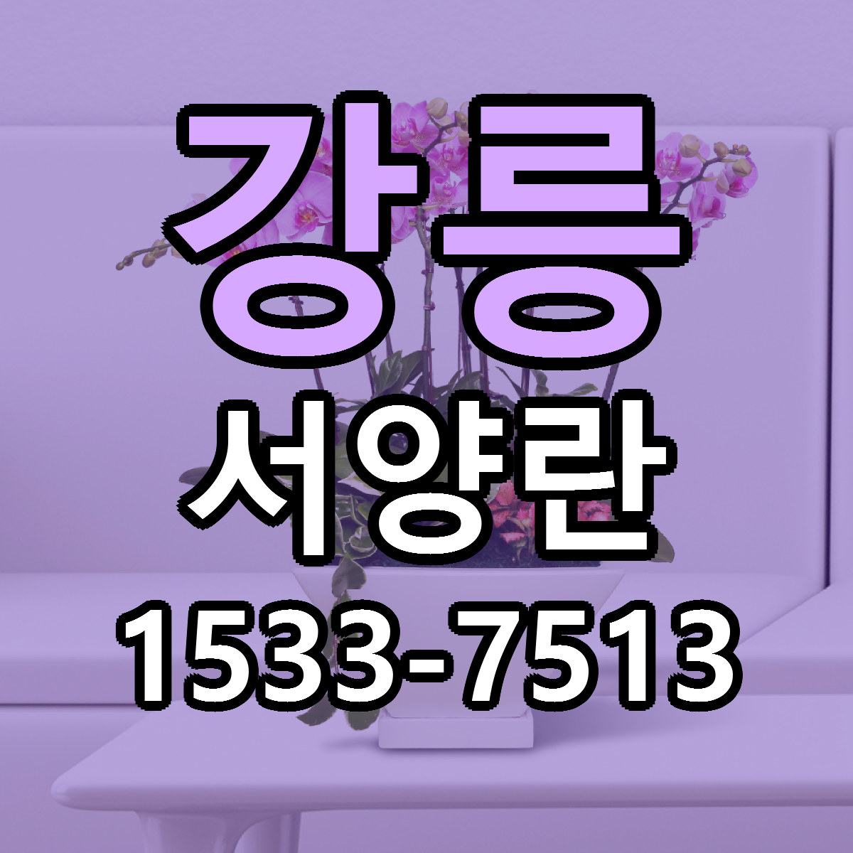 강릉 서양란 리본문구 서비스 저렴한곳 빠른배송