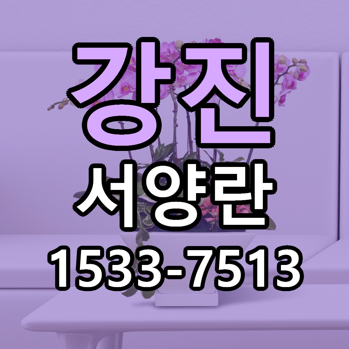 강진 서양란 당일배송 저렴한곳 리본문구 추천