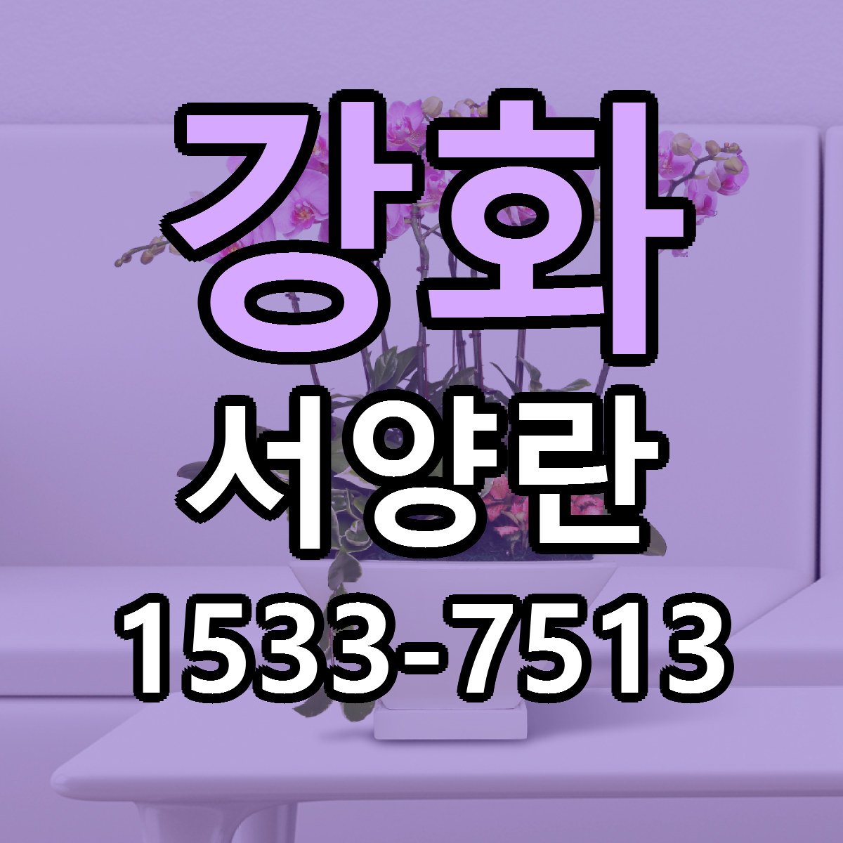 강화 서양란 근처꽃집 당일배송 리본문구 서비스