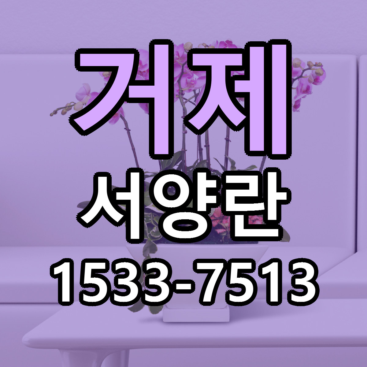 거제 서양란 가격 만족 저렴한곳 리본문구 작성
