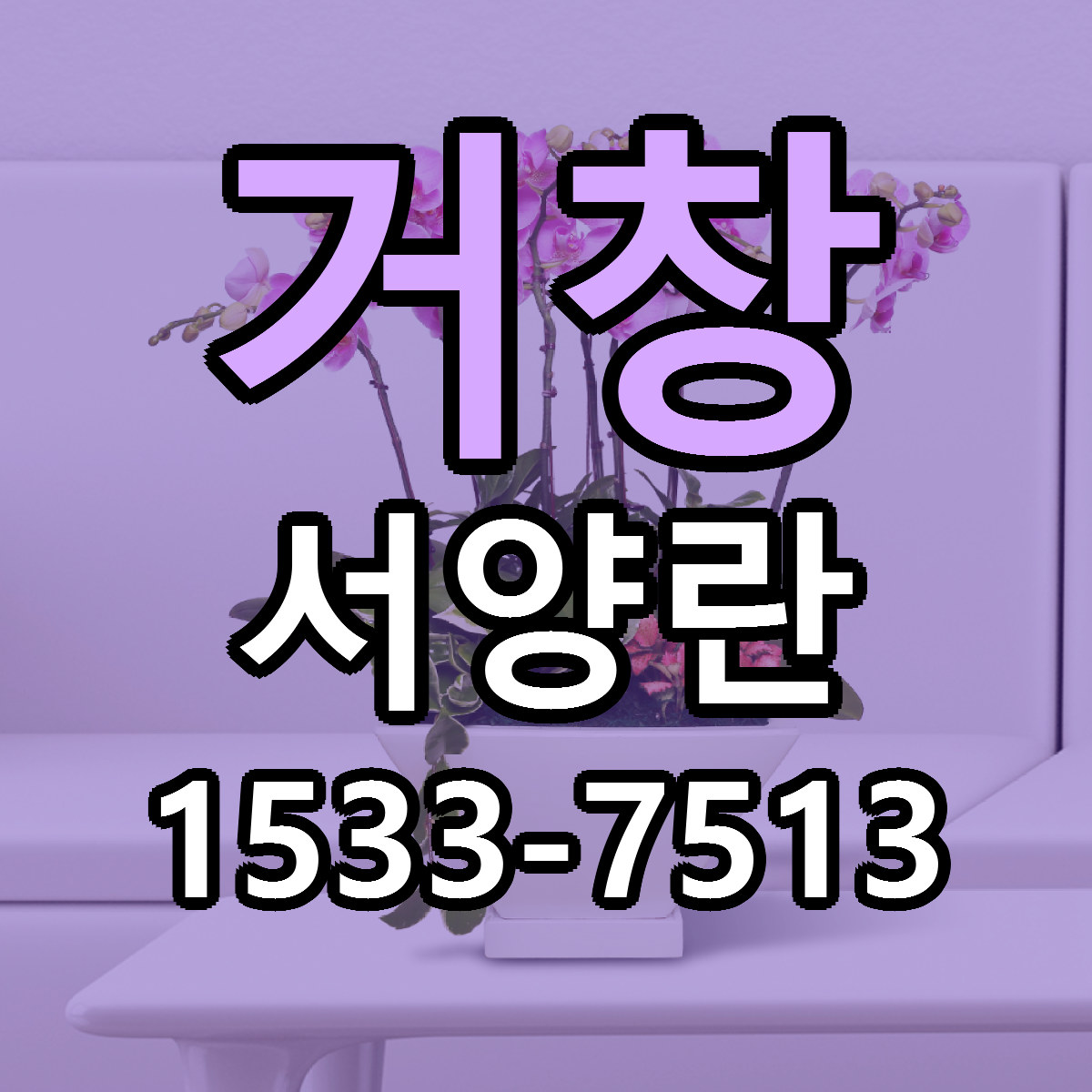 거창 서양란 당일배송 리본문구 싼곳 찾기