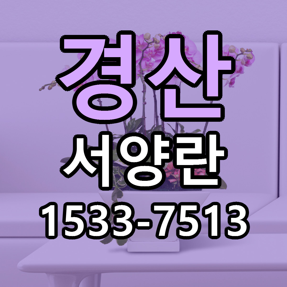 경산 서양란 당일배송 리본문구 싼곳 찾기