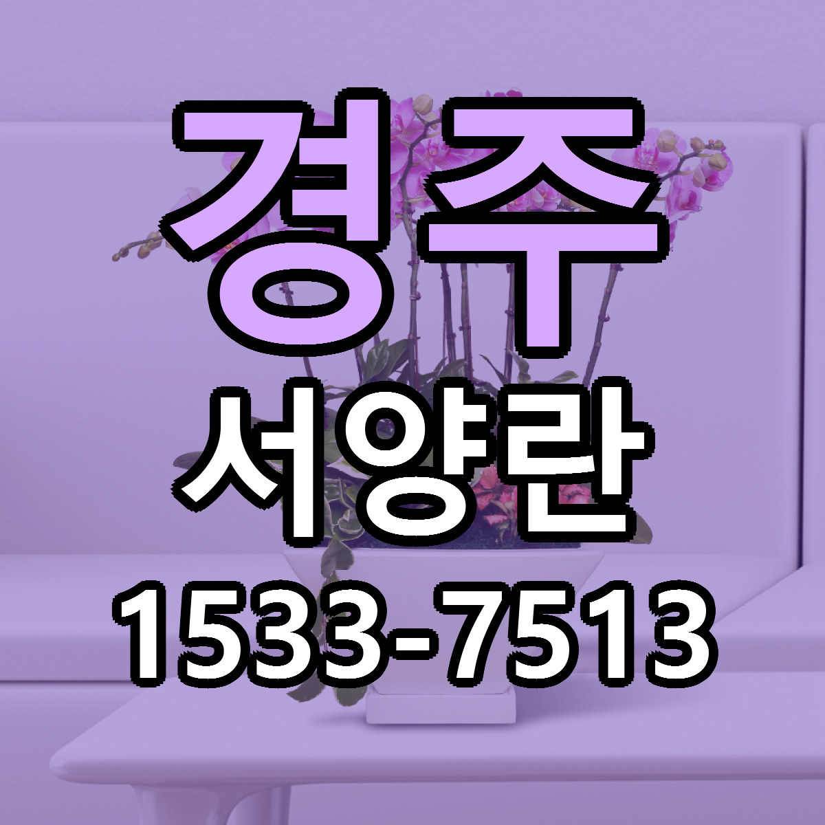 경주 서양란 근처꽃집 당일배송 싼곳 추천
