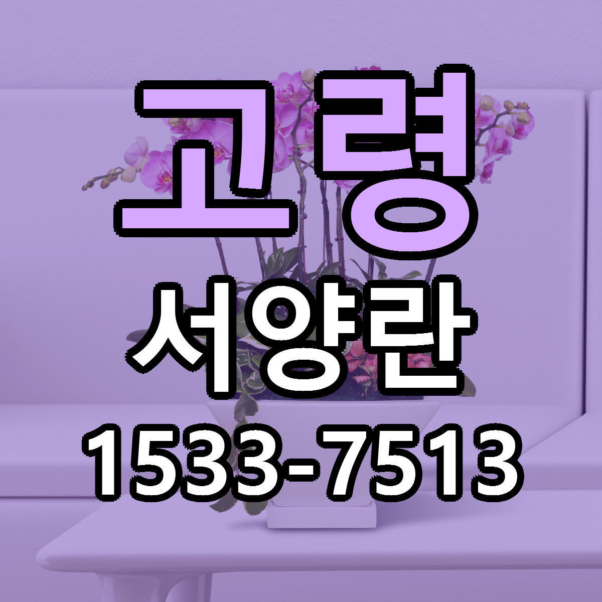 고령 서양란 당일배송 싼곳 리본문구 안내