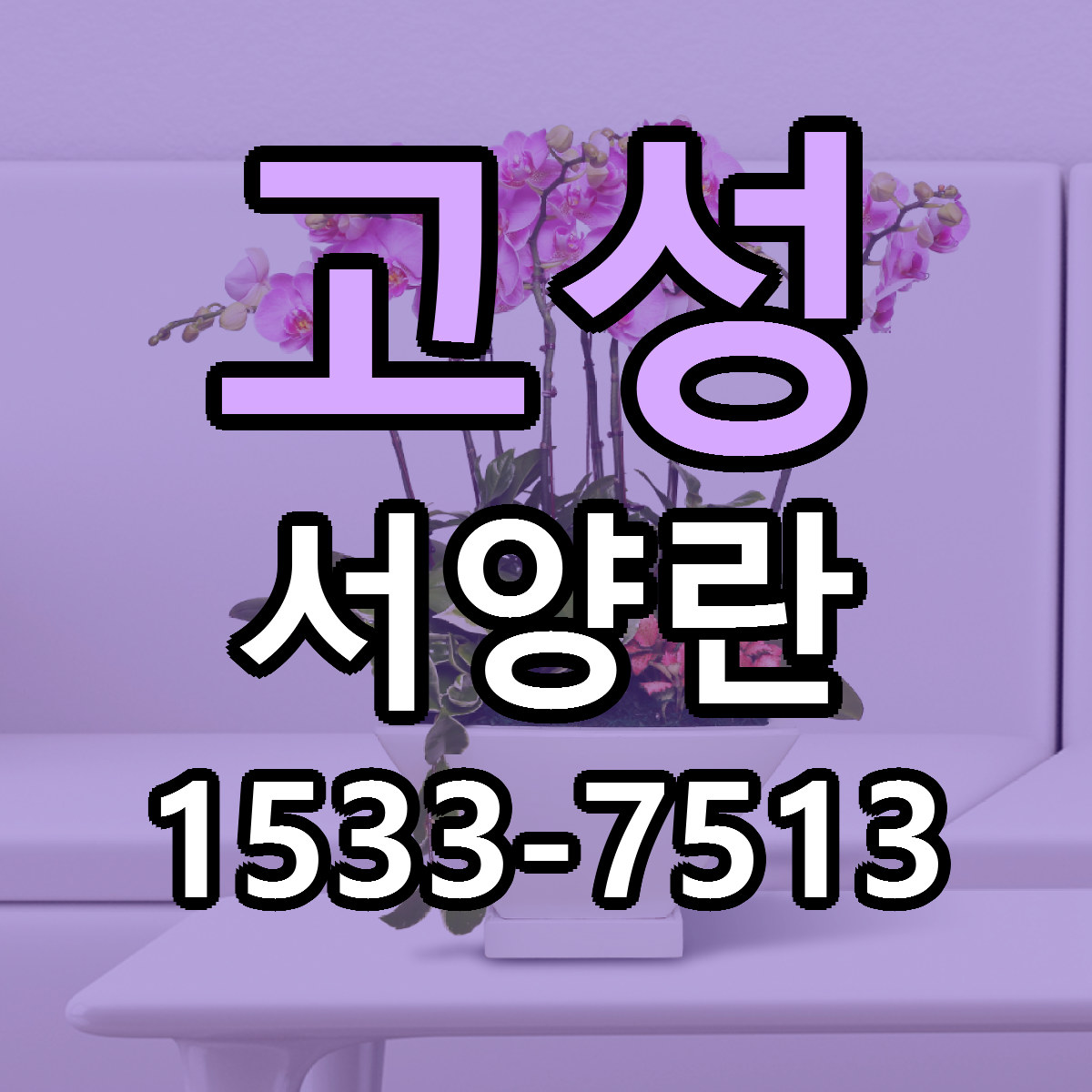 고성 서양란 근처꽃집 당일배송 가격 안내