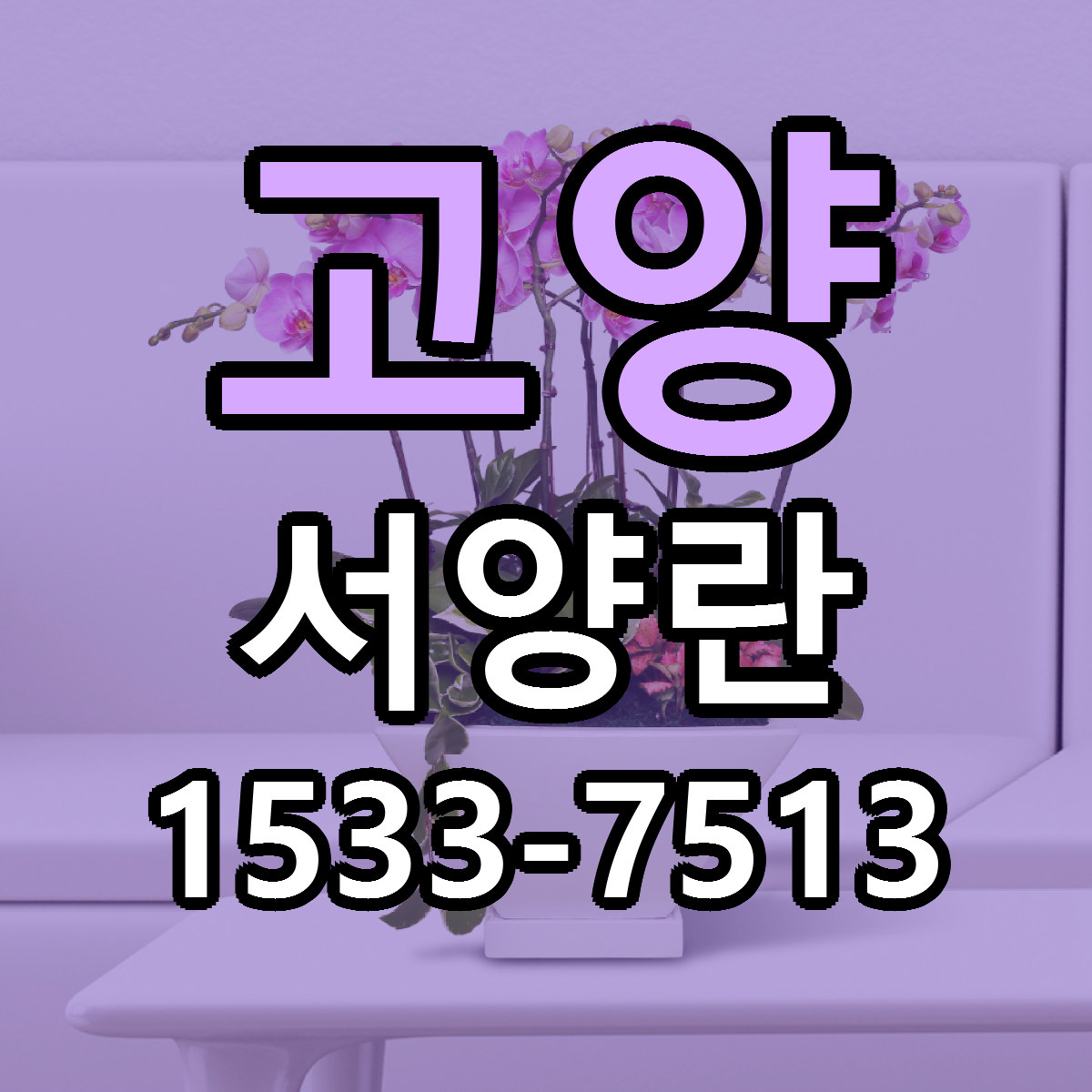 고양 서양란 근처꽃집 당일배송 싼곳 추천
