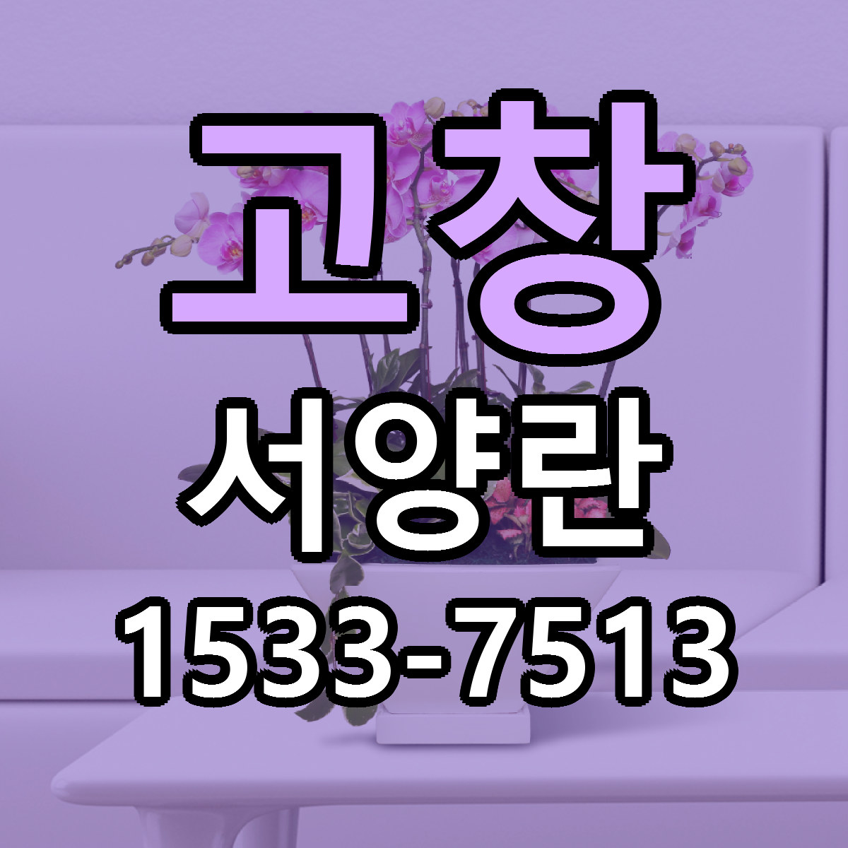 고창 서양란 당일배송 빠른배송 싼곳 찾기
