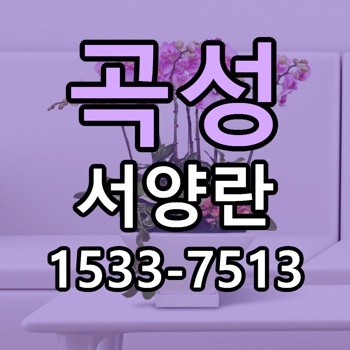 곡성 서양란 리본문구 싼곳 빠른배송 예약