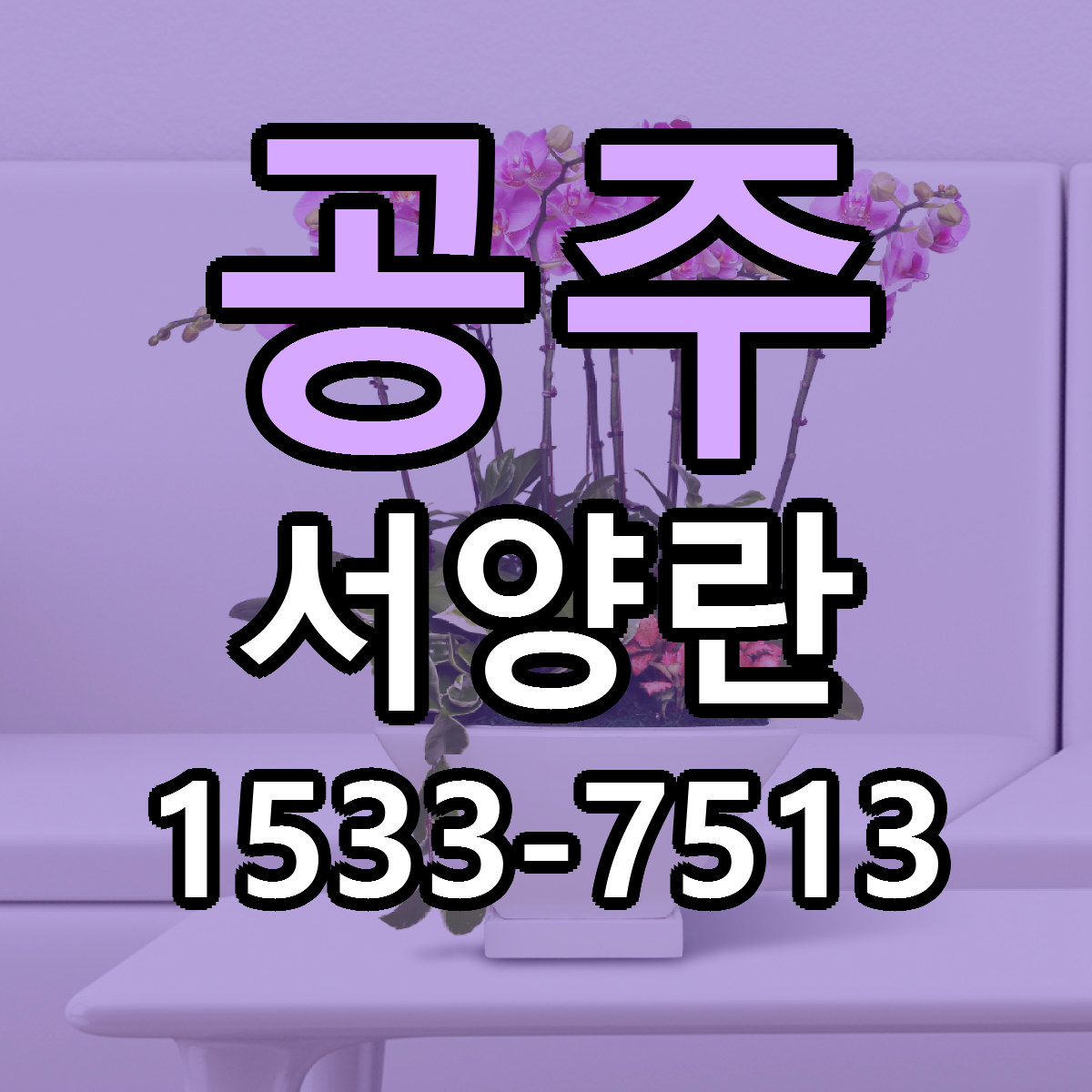 공주 서양란 싼곳 당일배송 빠른배송 추천