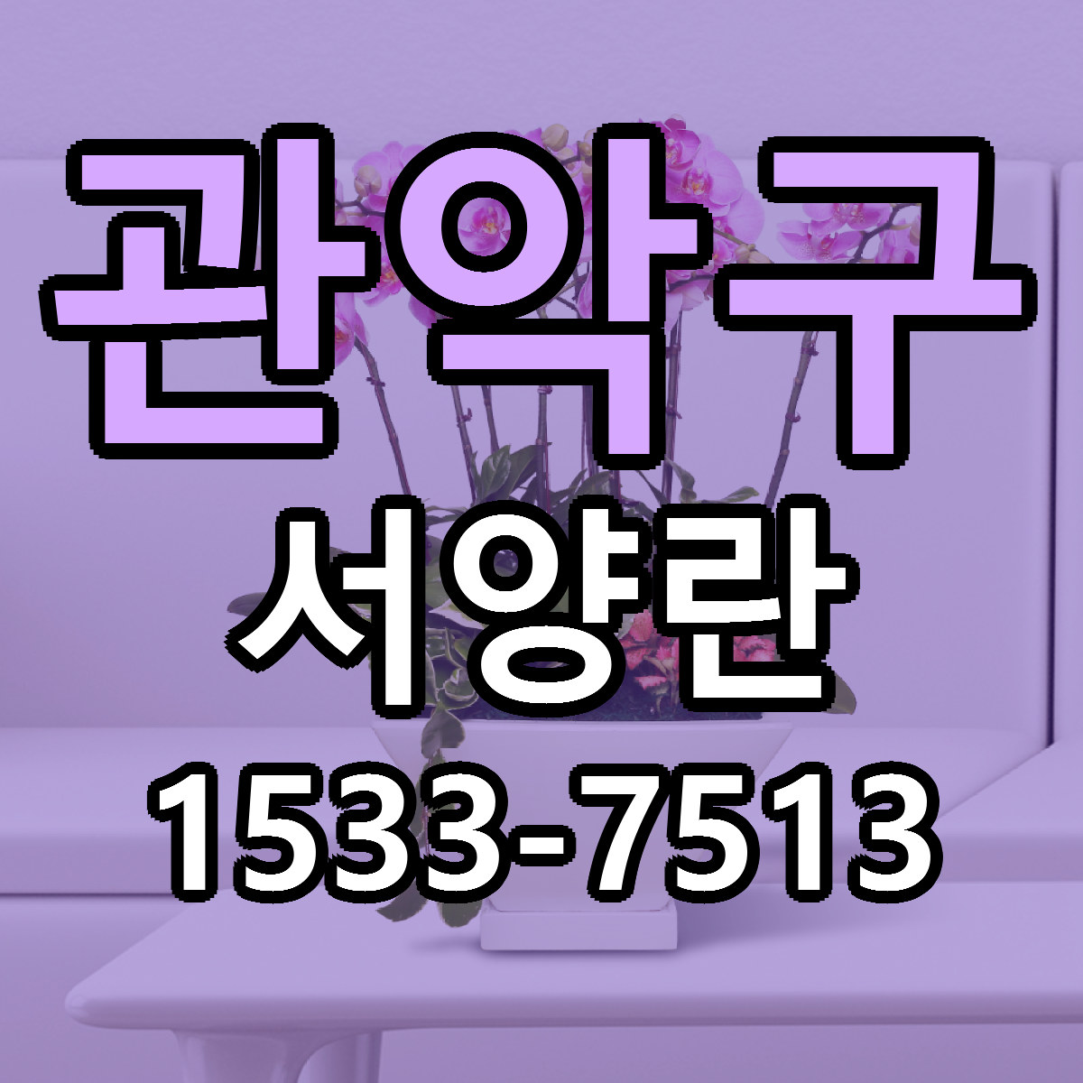 관악구 서양란 근처꽃집 당일배송 싼곳 추천
