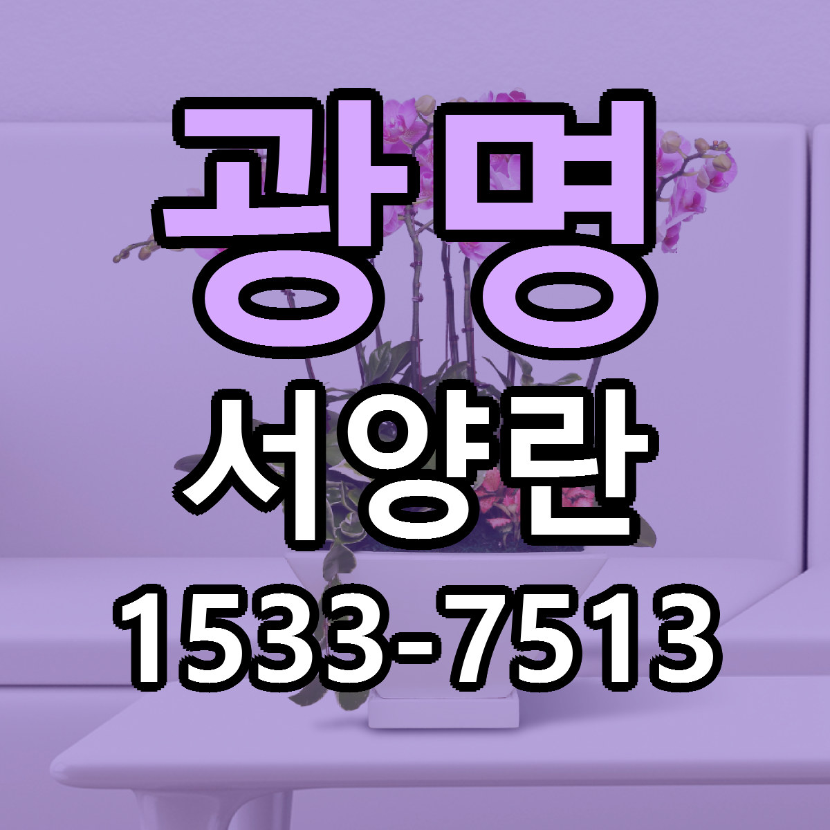 광명 서양란 근처꽃집 싼곳 빠른배송 안내
