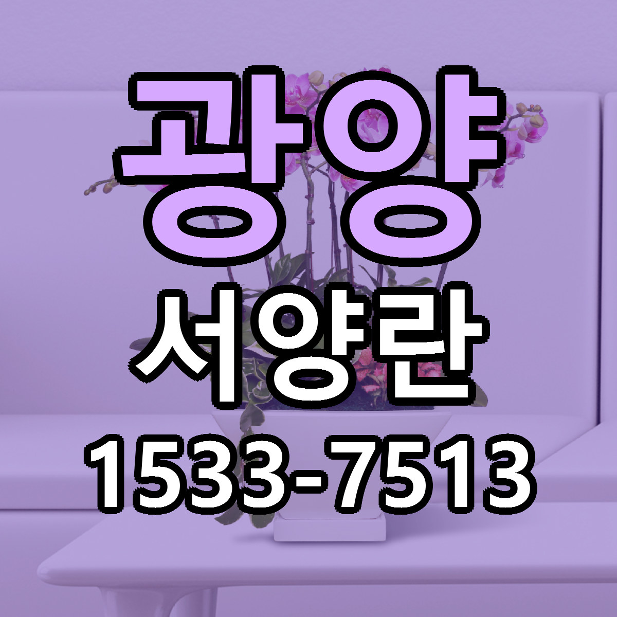 광양 서양란 빠른배송 가격 저렴한곳 찾기