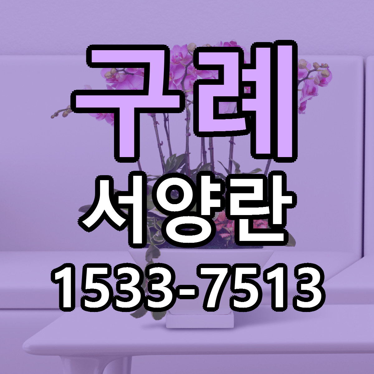 구례 서양란 빠른배송 리본문구 가격 알뜰 비교