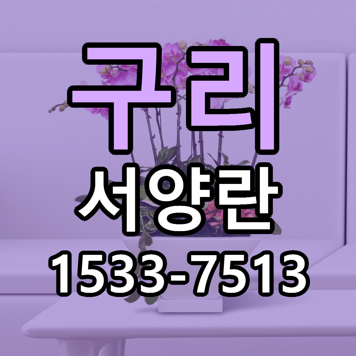 구리 서양란 근처꽃집 빠른배송 가격 문의
