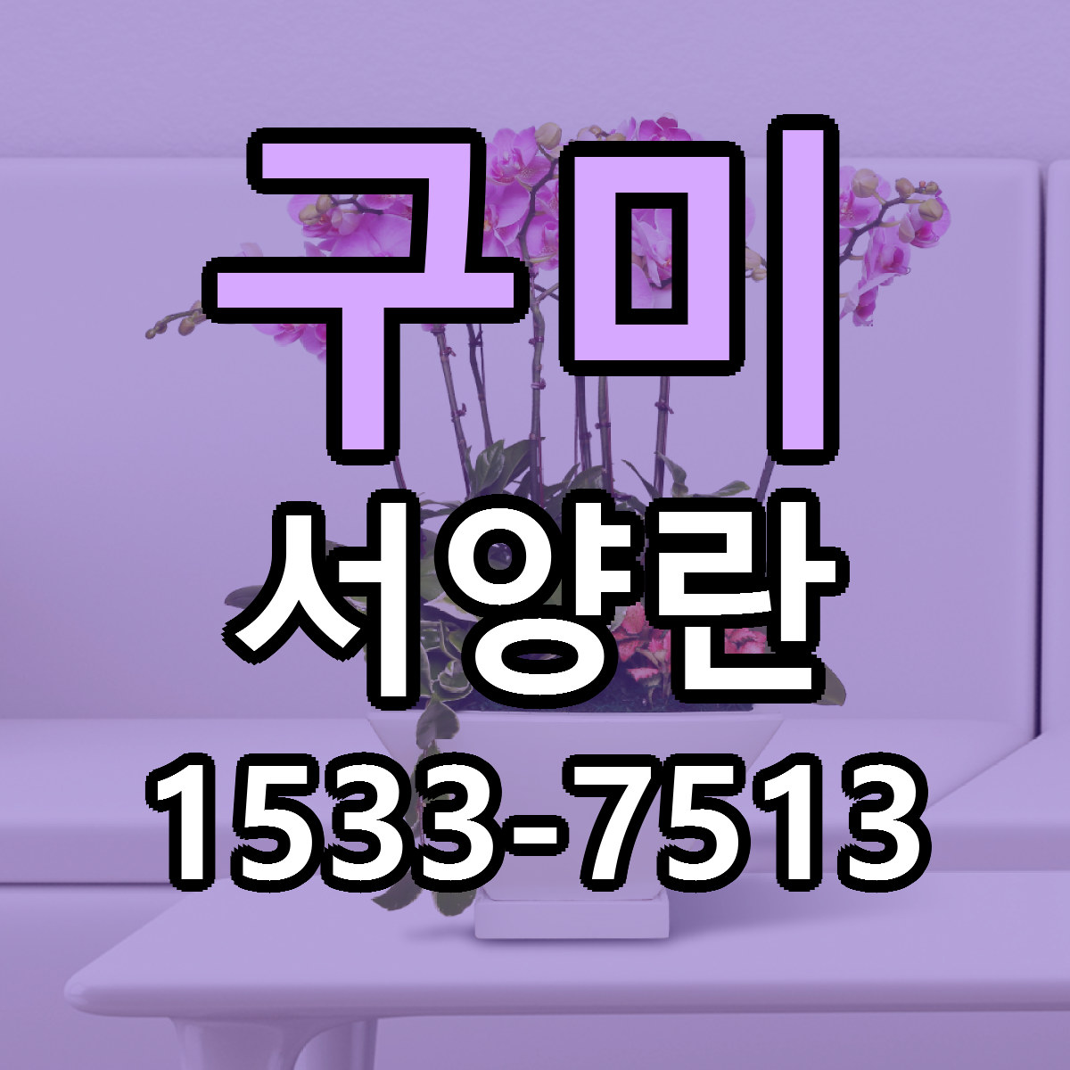 구미 서양란 빠른배송 싼곳 가격 문의