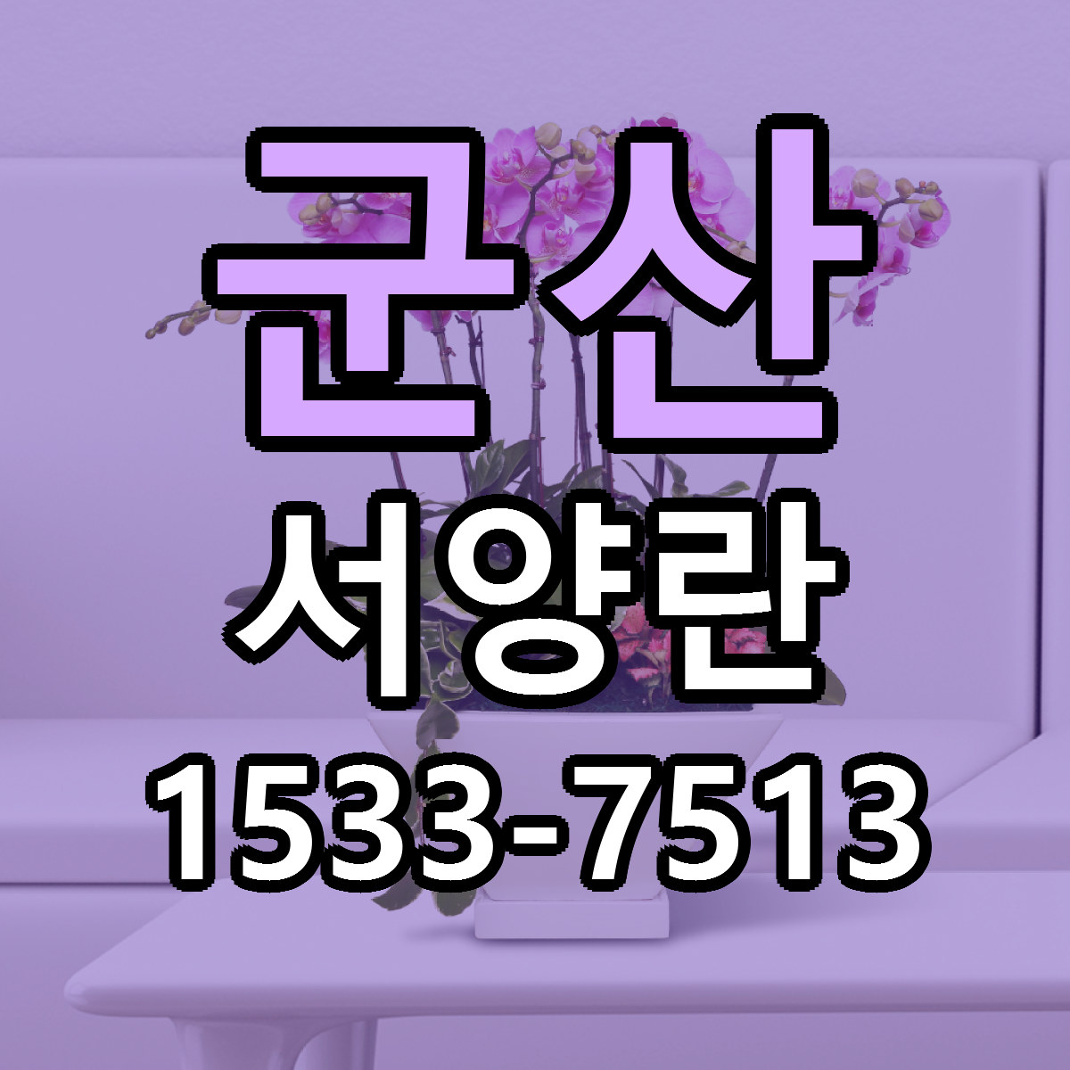 군산 서양란 근처꽃집 빠른배송 가격 문의
