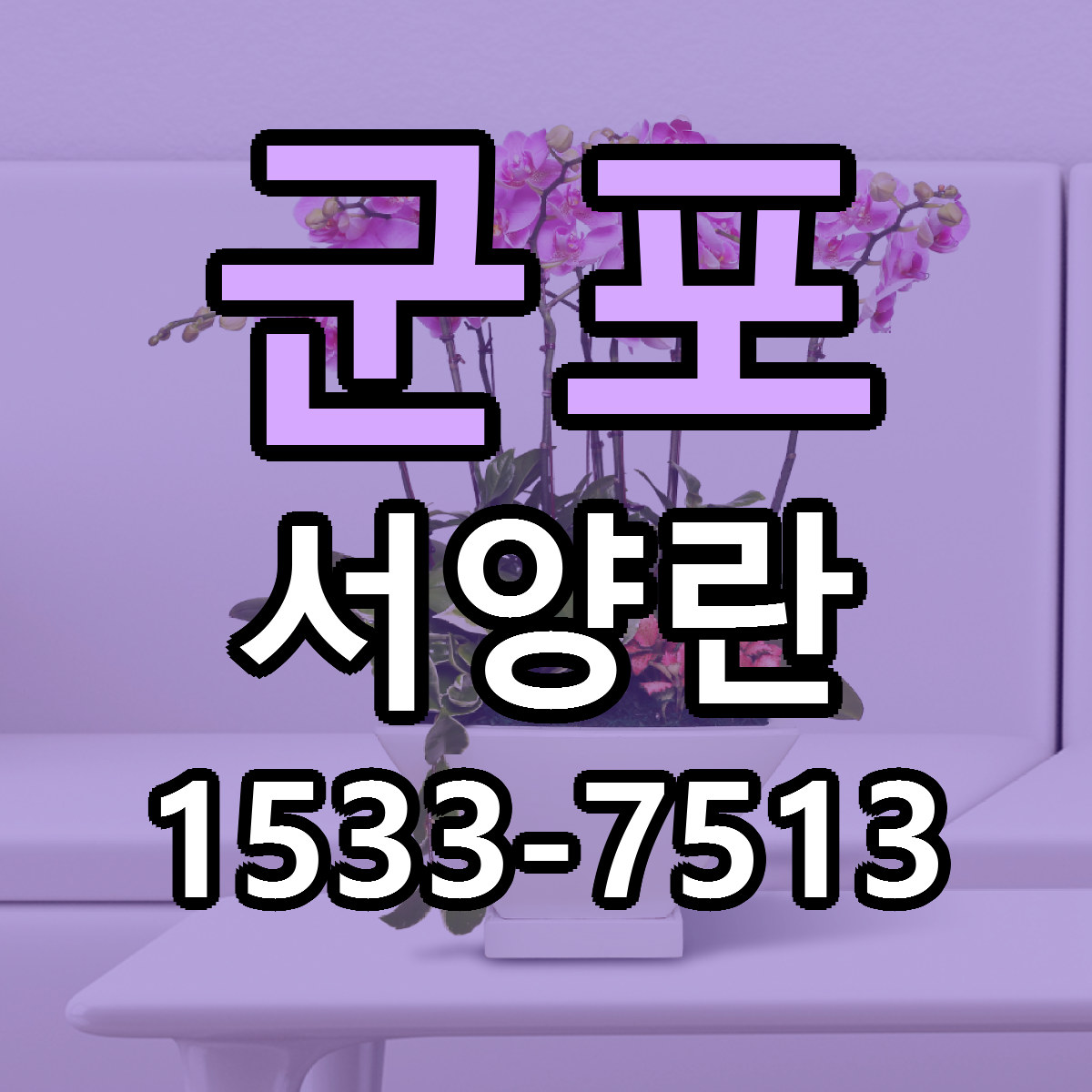 군포 서양란 싼곳 빠른배송 리본문구 무료