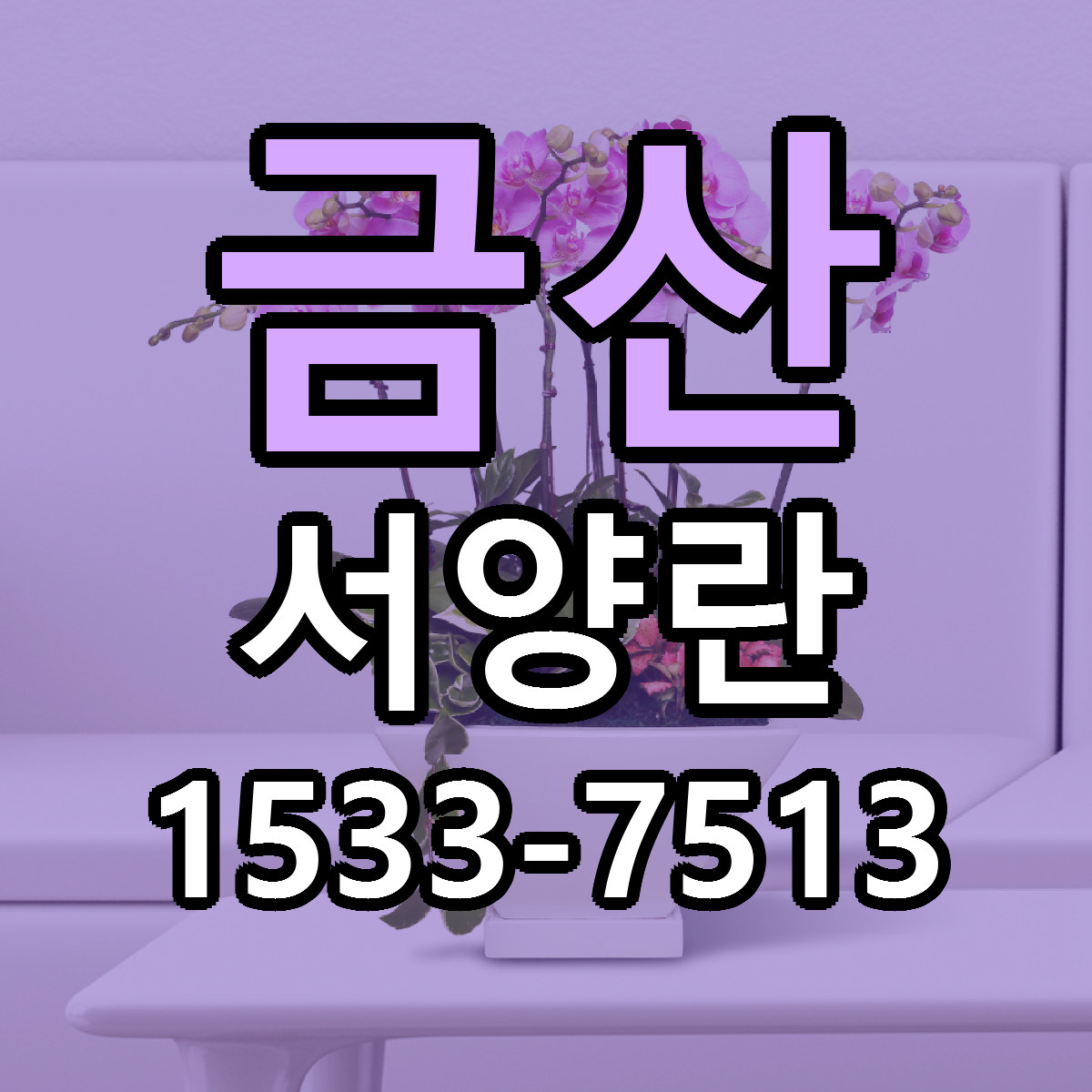 금산 서양란 빠른배송 저렴한곳 가격 정리