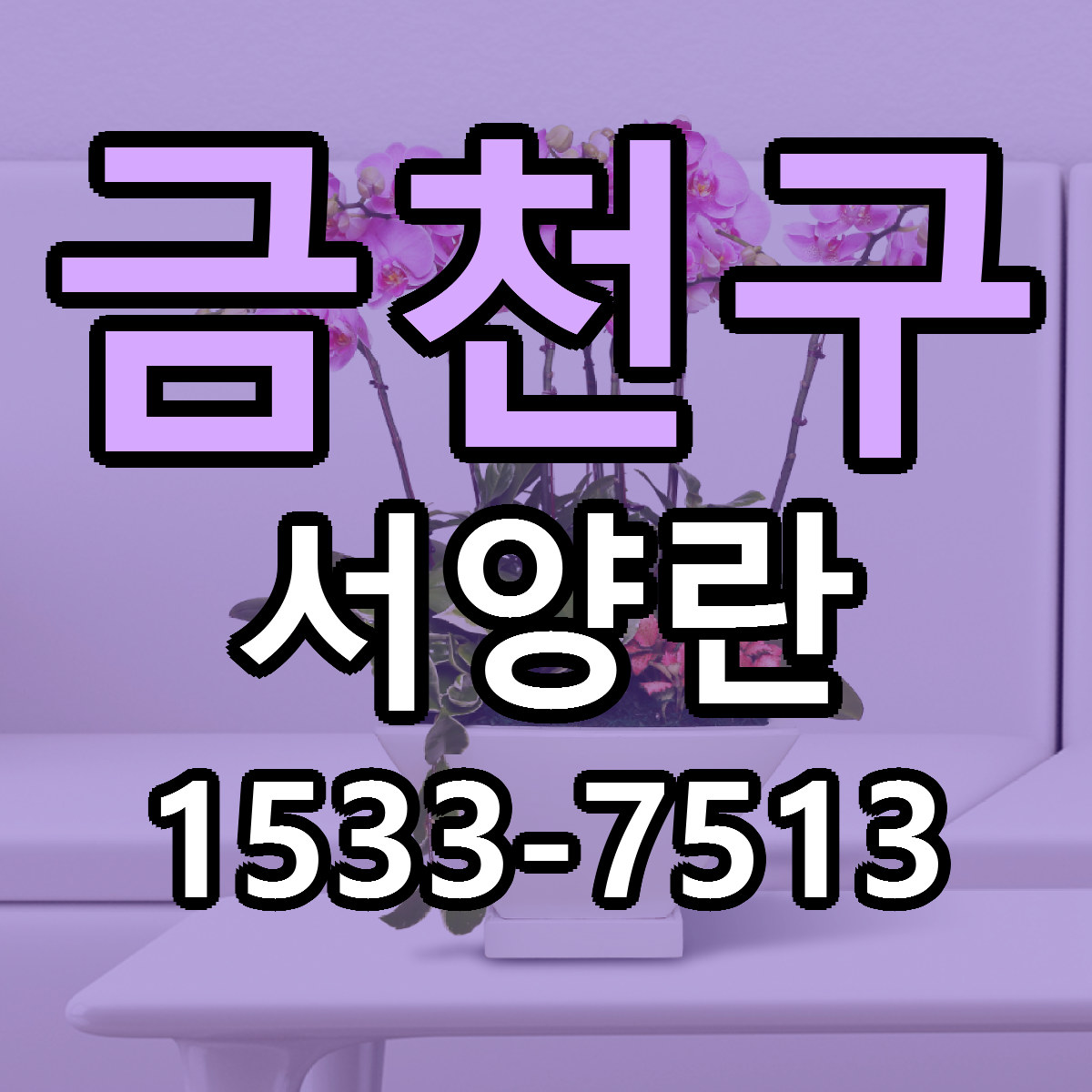 금천구 서양란 근처꽃집 싼곳 빠른배송 안내