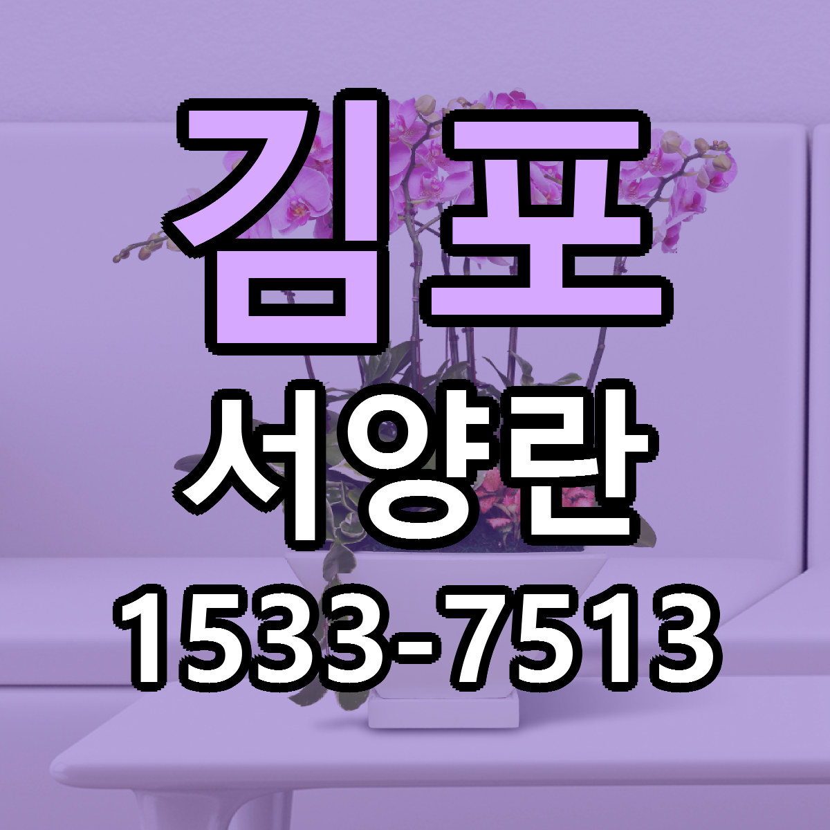 김포 서양란 빠른배송 저렴한곳 가격 정리
