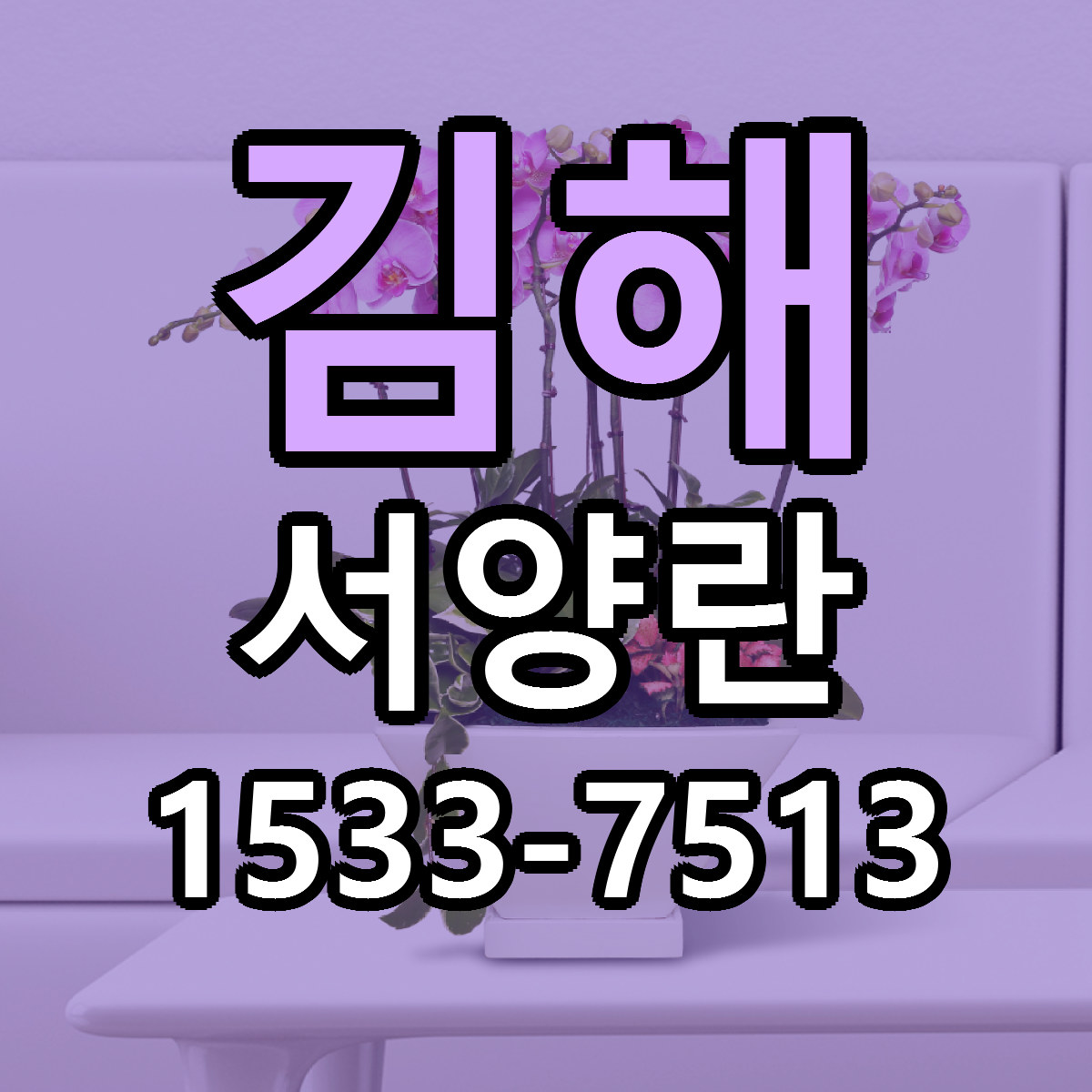 김해 서양란 싼곳 빠른배송 리본문구 무료