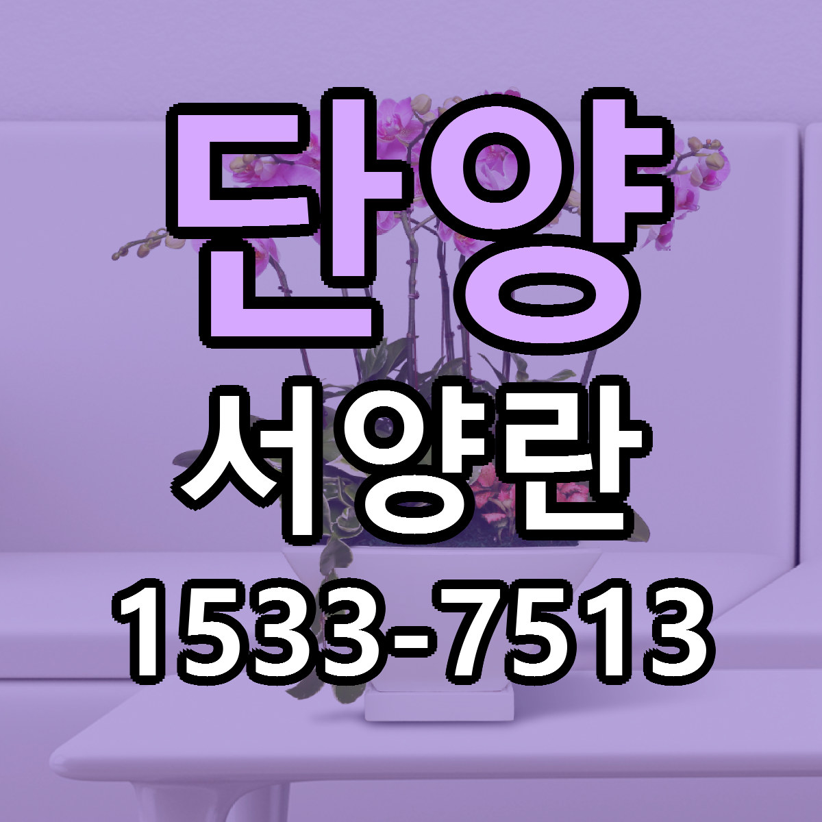 단양 서양란 당일배송 빠른배송 싼곳 찾기