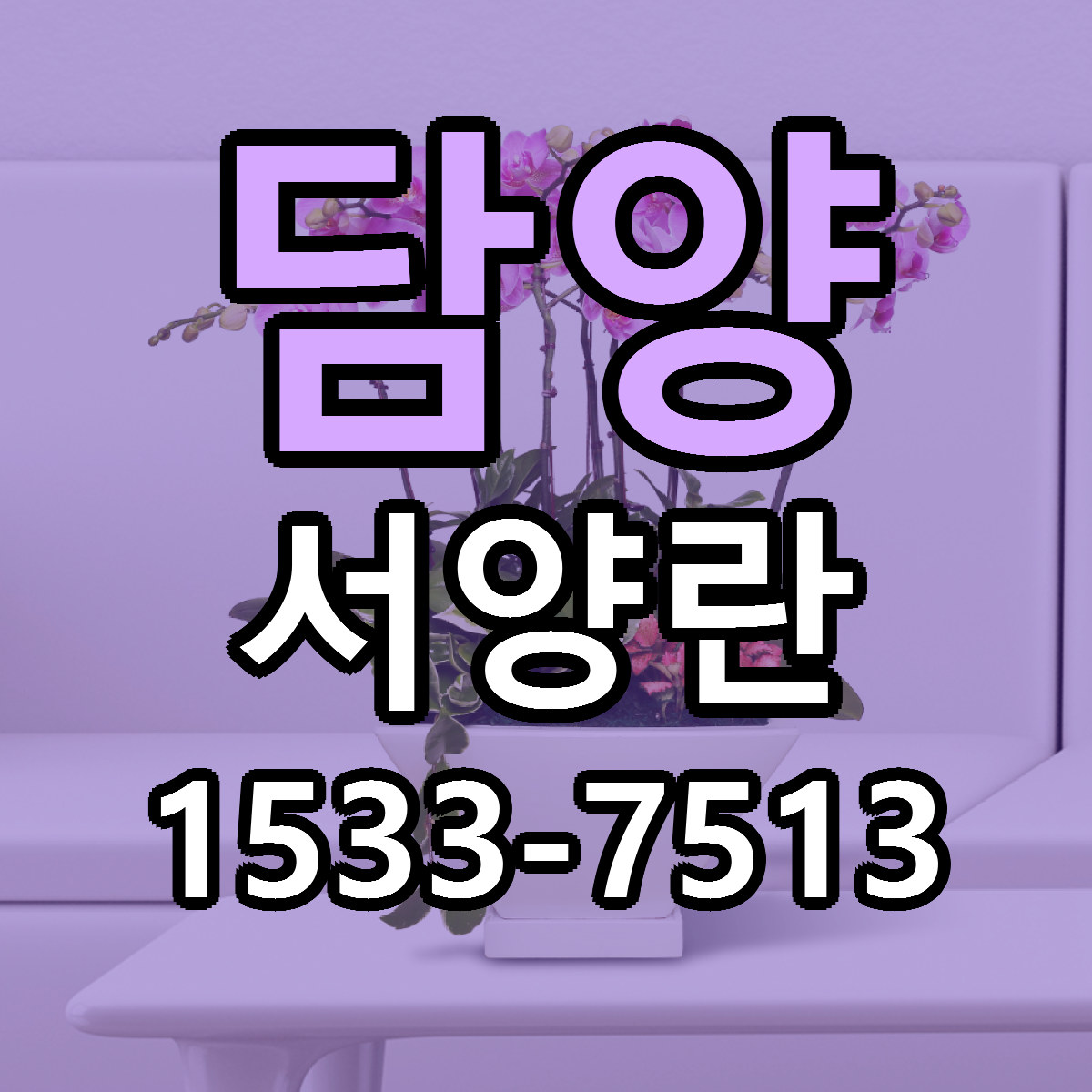 담양 서양란 저렴한곳 당일배송 가격 만족
