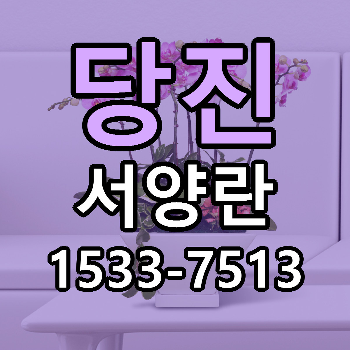 당진 서양란 저렴한곳 당일배송 가격 만족