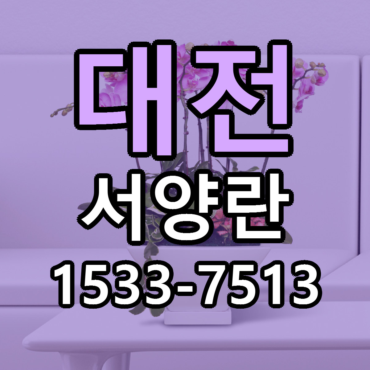 대전 서양란 빠른배송 가격 저렴한곳 찾기