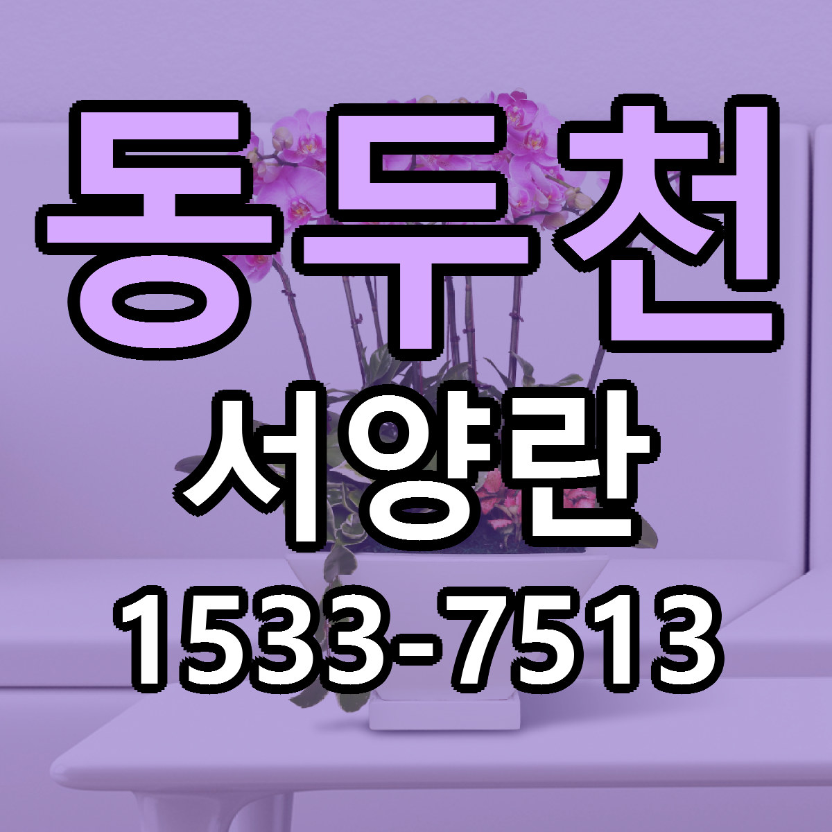 동두천 서양란 근처꽃집 당일배송 싼곳 추천