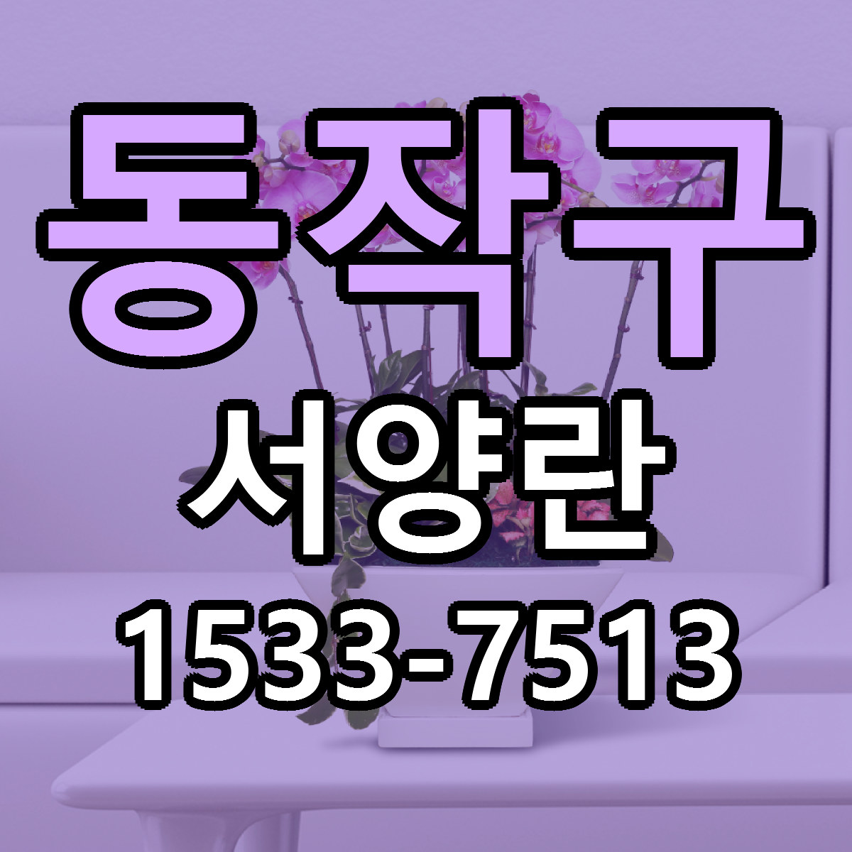동작구 서양란 빠른배송 가격 저렴한곳 찾기