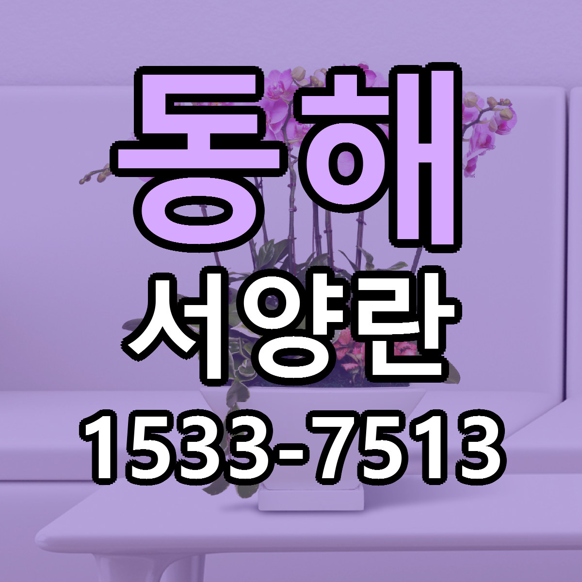 동해 서양란 가격 착한 싼곳 당일배송 안내