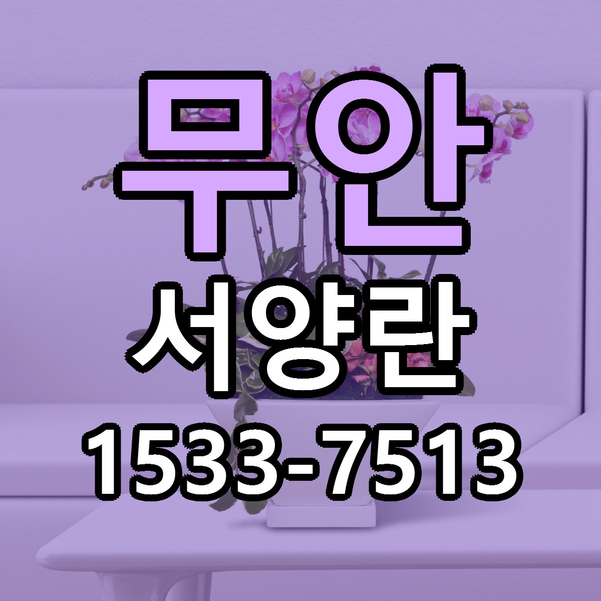 무안 서양란 싼곳 빠른배송 리본문구 무료