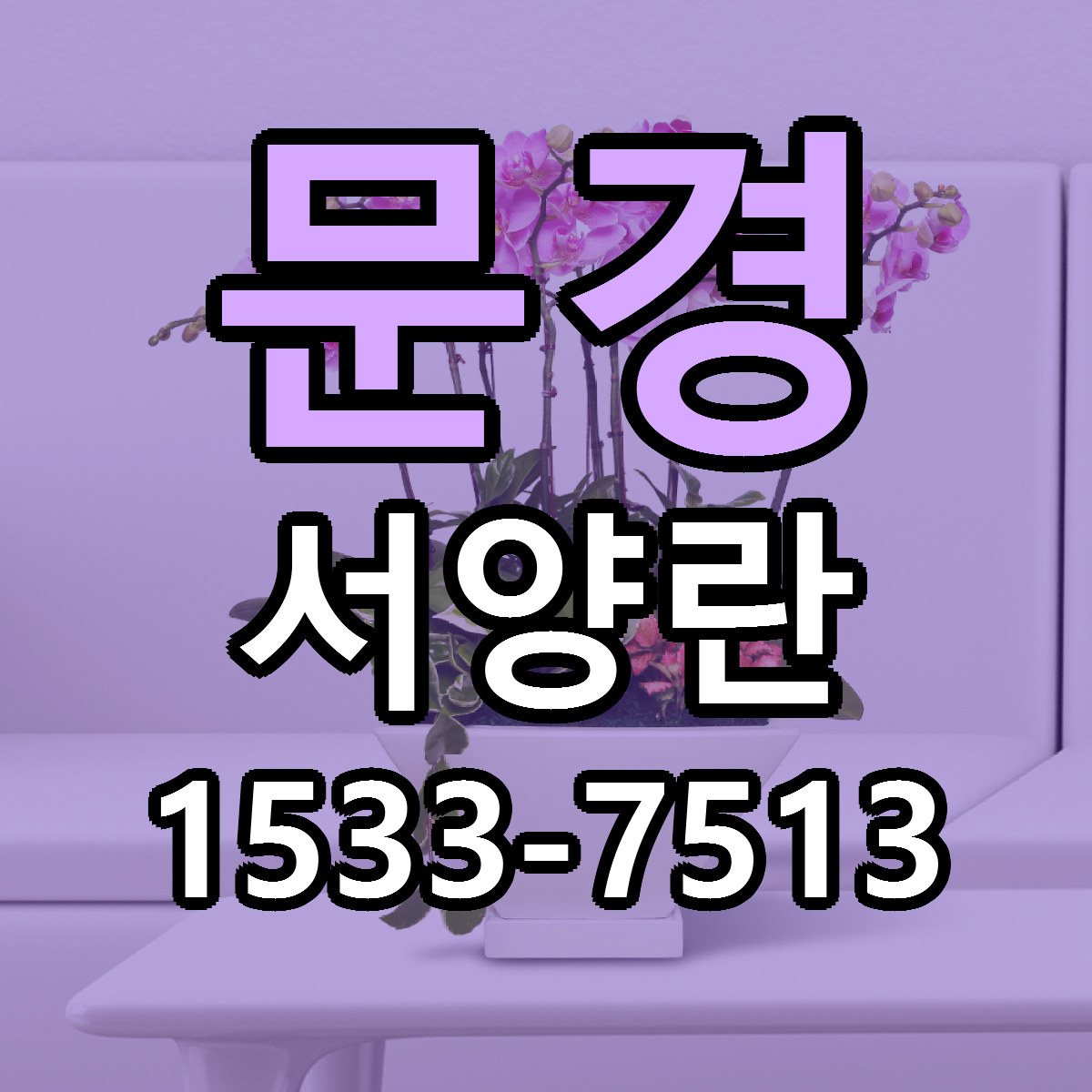 문경 서양란 근처꽃집 당일배송 싼곳 추천