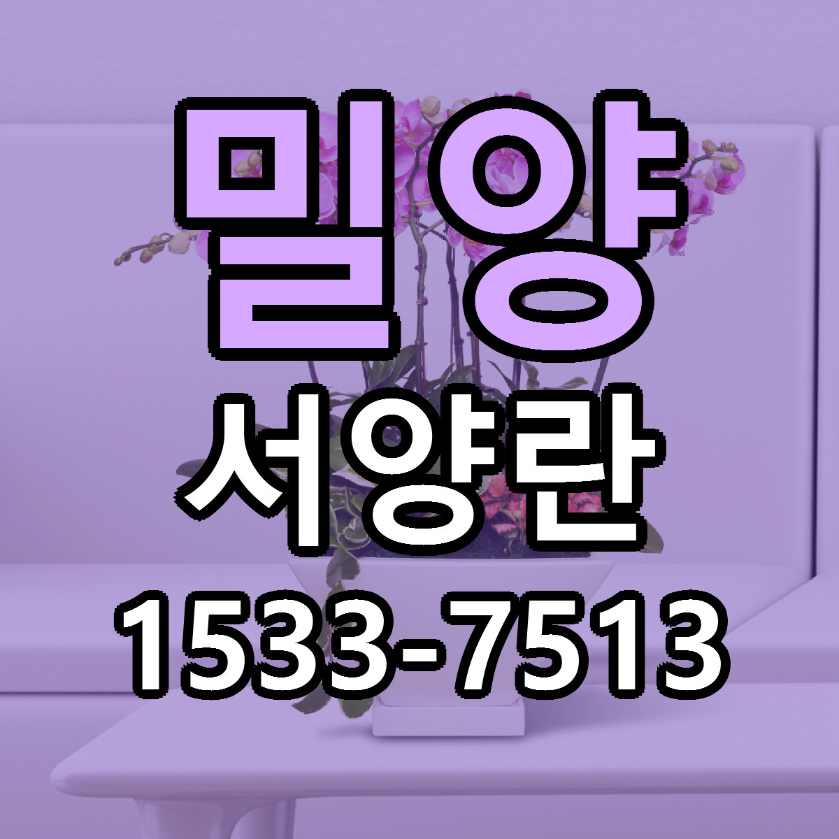 밀양 서양란 가격 착한 싼곳 당일배송 안내
