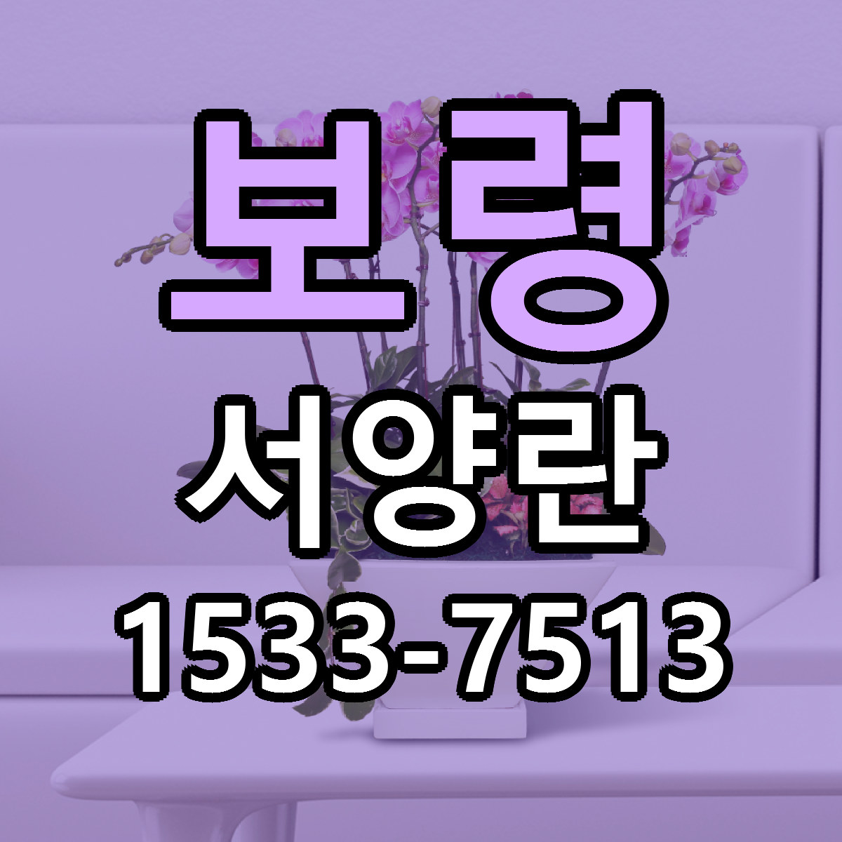보령 서양란 당일배송 리본문구 빠른배송 서비스
