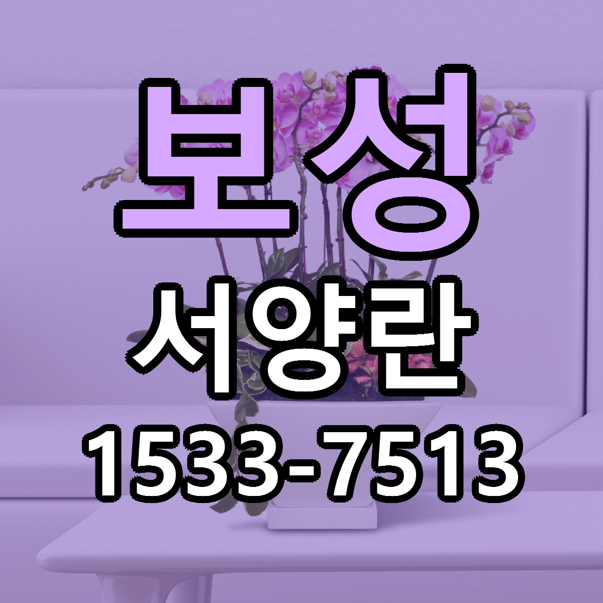 보성 서양란 저렴한곳 당일배송 가격 만족