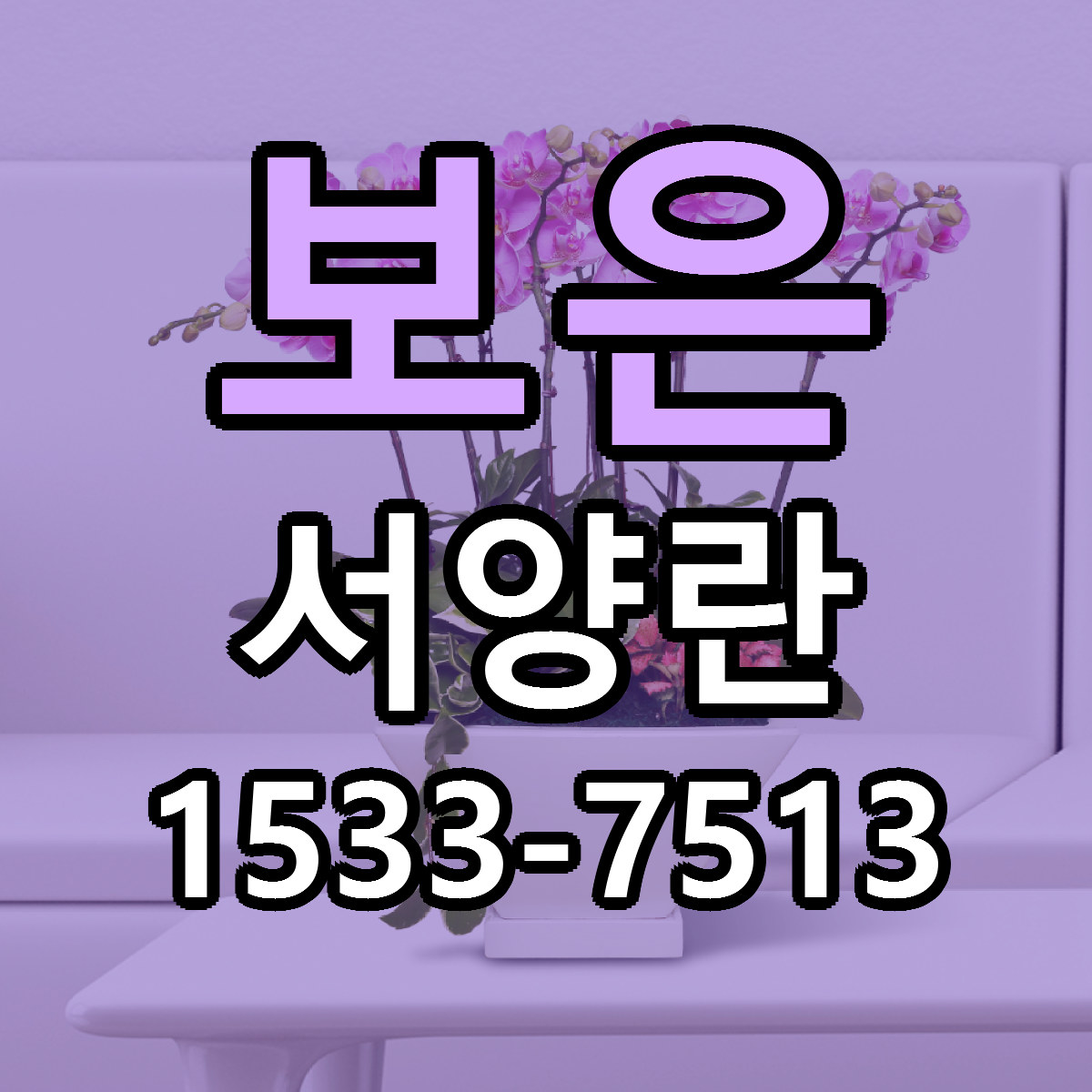 보은 서양란 빠른배송 리본문구 가격 알뜰 비교