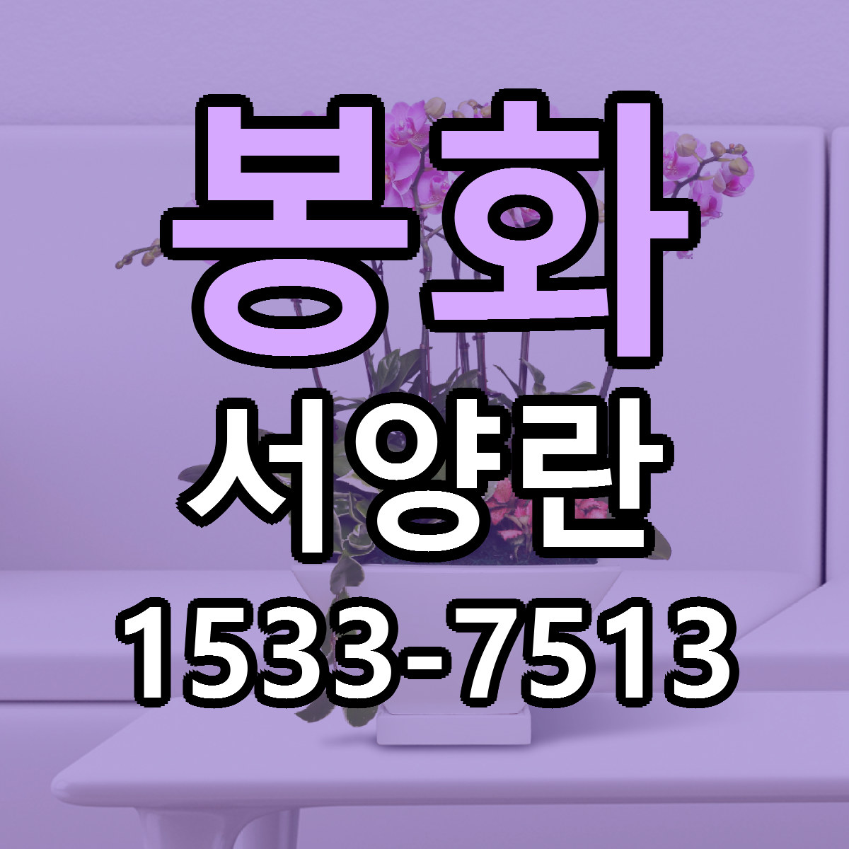 봉화 서양란 당일배송 가격 저렴한곳 추천