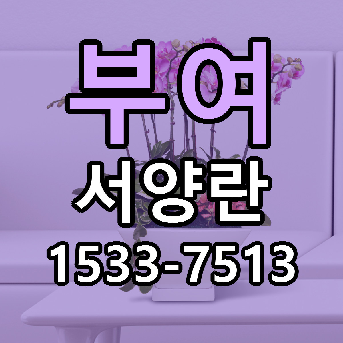 부여 서양란 근처꽃집 싼곳 빠른배송 안내
