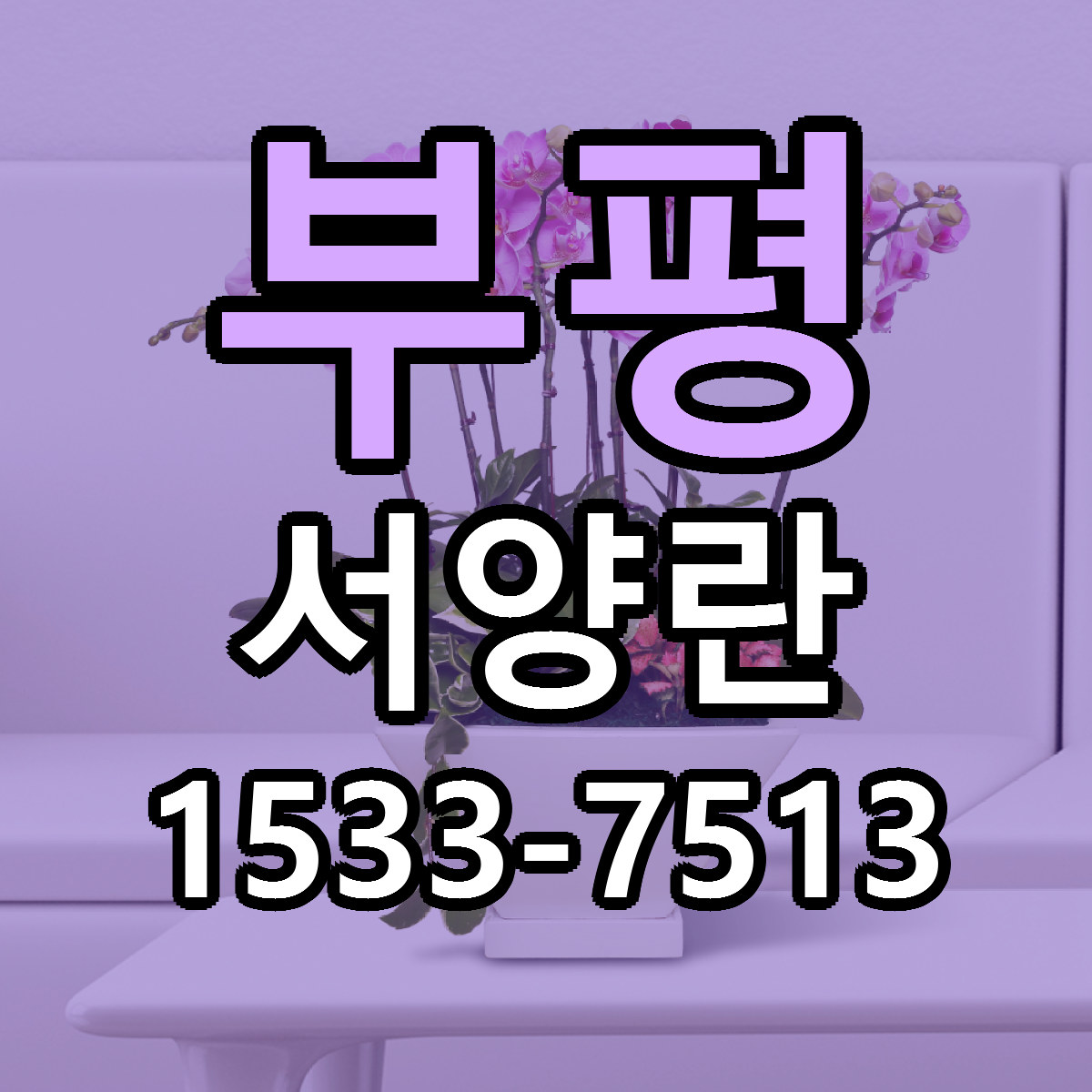 부평 서양란 근처꽃집 당일배송 가격 안내